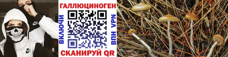 Галлюциногенные грибы мухоморы  где купить наркоту  Чернушка 
